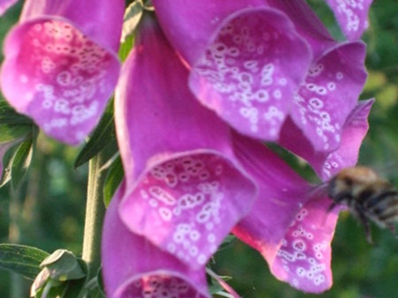 Gallery Image for Treial